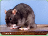 rat control Worcester